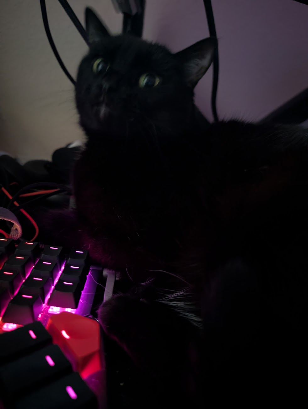 Nova!
